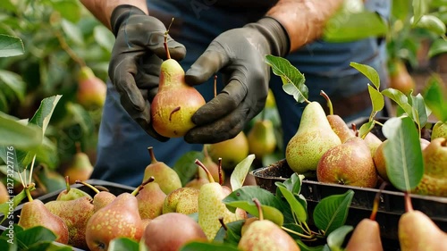 farmer harvests pears close-up
