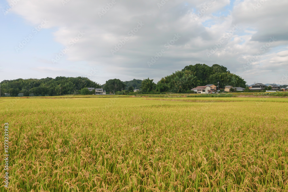 Autumn rural landscape, rice just before harvest, agricultural success Autumn rural landscape, rice just before harvest, agricultural success
