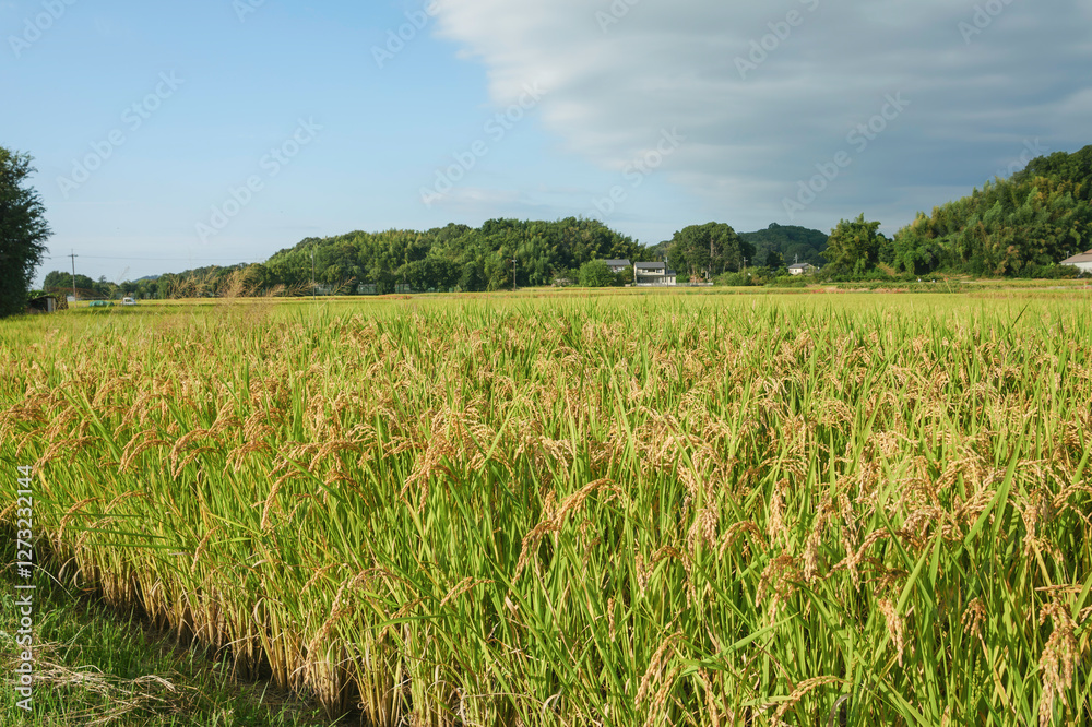 Autumn rural landscape, rice just before harvest, agricultural success Autumn rural landscape, rice just before harvest, agricultural success