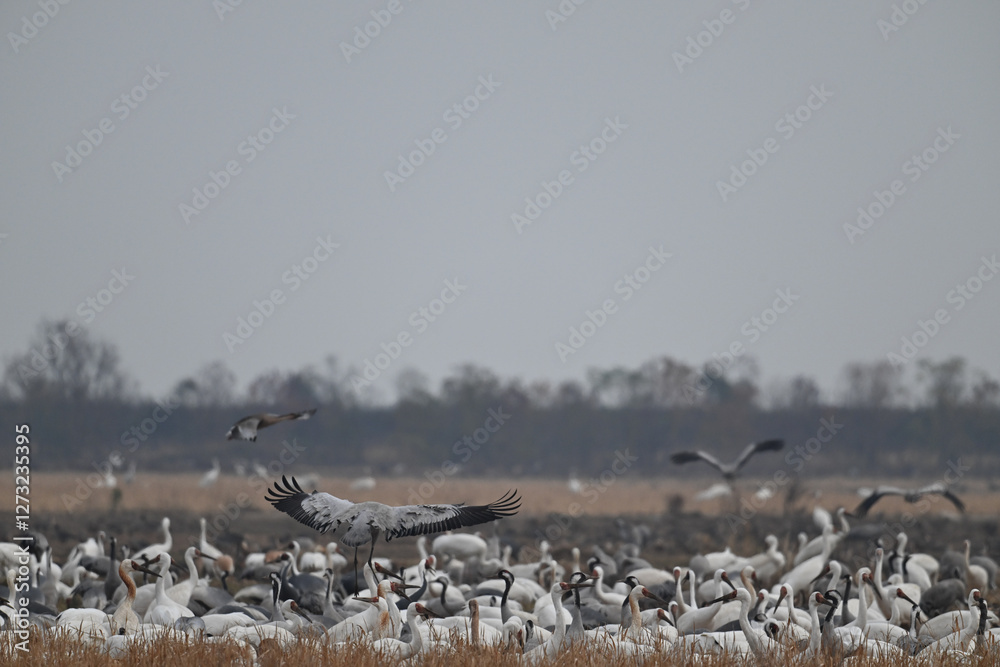 Obraz premium snow geese in flight