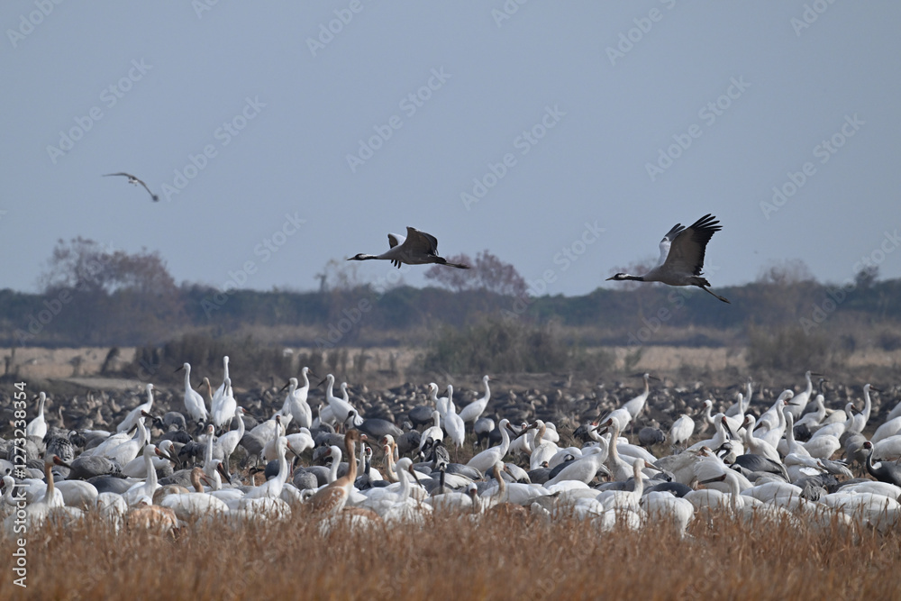 Obraz premium seagulls on the beach