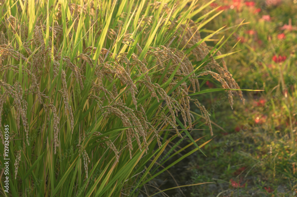 Fototapeta premium Ears of rice in the evening light, autumn harvest