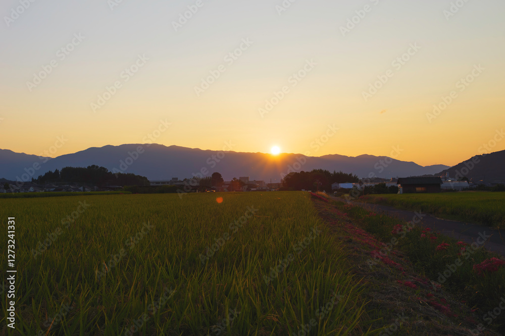 Fototapeta premium Rice fields at dusk, ears of rice in autumn, before harvest
