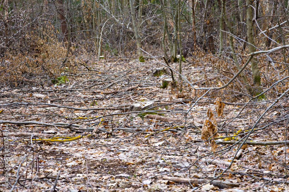 Obraz premium Background of forest litter from fallen leaves through which stumps of young felled trees are visible. Place of felling of trees in the forest. Theme of ecology and nature.