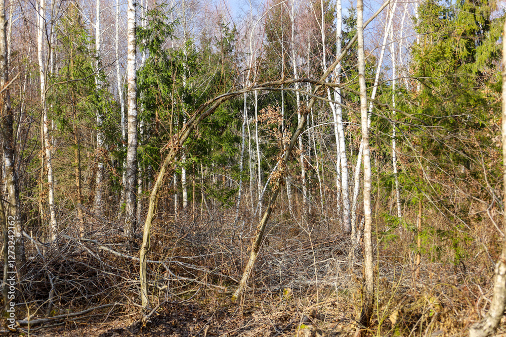 Young birch forest with fir trees among slender birches. Dense forest in spring with young trees and fir trees. Natural landscape. Young birch forest with fir trees among slender birches. Dense forest in spring with young trees and fir trees. Natural landscape.