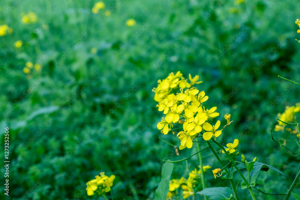 Εκτύπωση καμβά Mustard oil is very beneficial and Edible Oil is made from mustard