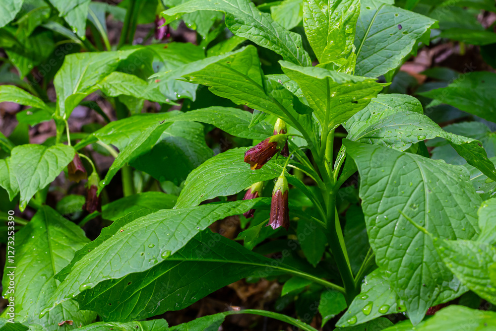 Scopolia carniolica, the European scopolia or henbane bell, is a poisonous plant belonging to the family Solanaceae Scopolia carniolica, the European scopolia or henbane bell, is a poisonous plant belonging to the family Solanaceae