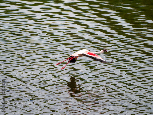 A lesser flamingo (Phoeniconaias minor) takes off on a flight. photo