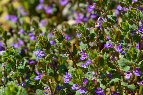 Beautiful Natural Herbal Blue Flowers Glechoma Hederacea Growing On Meadow In Springtime photo