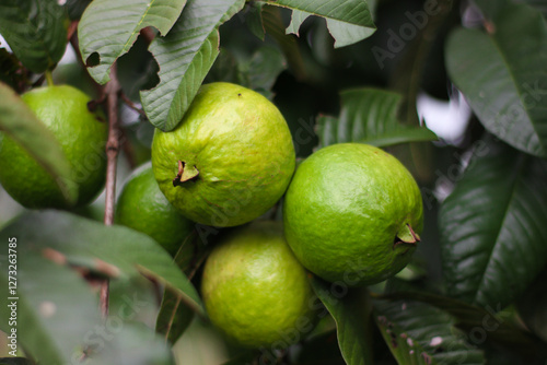 some fresh green guava fruit on the tree photo