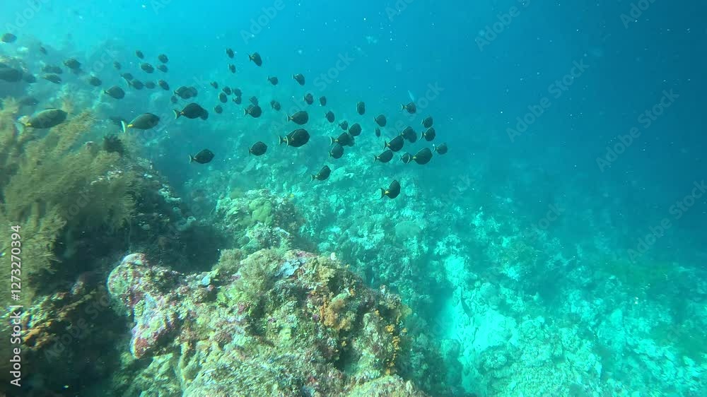 School of unicornfish make a swift maneuver on a coral reef. School of unicornfish make a swift maneuver on a coral reef.
