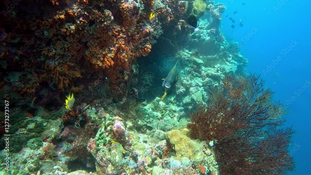 Golden spadefish, triggerfish and damselfish gather at a cleaning station on a coral reef. Golden spadefish, triggerfish and damselfish gather at a cleaning station on a coral reef.
