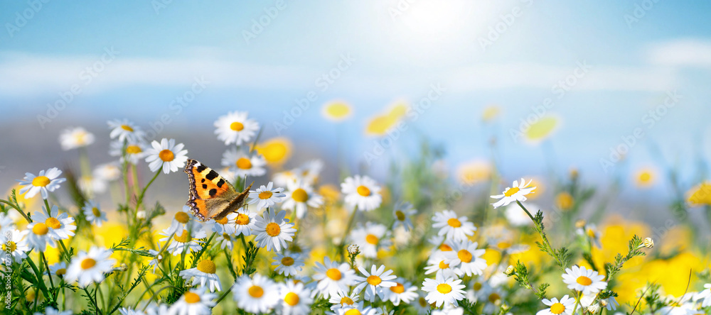 Beautiful field of daisies and butterfly against blue sky in nature in spring summer.