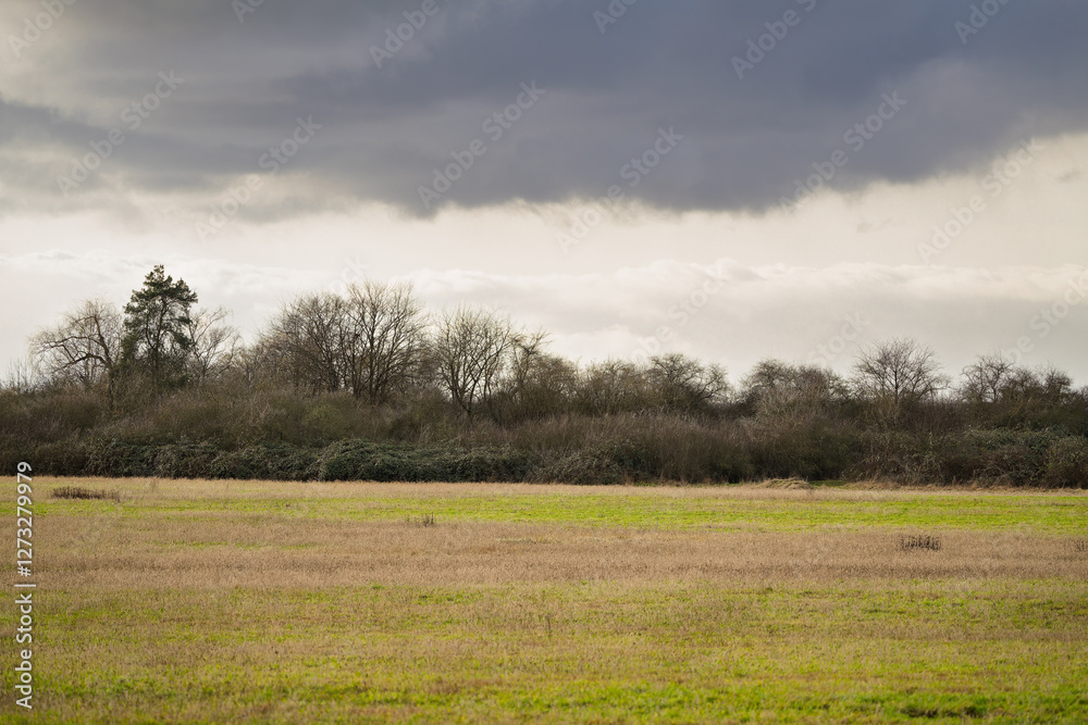 Fototapeta premium Leafless bushes behind a meadow in the snowless winter.