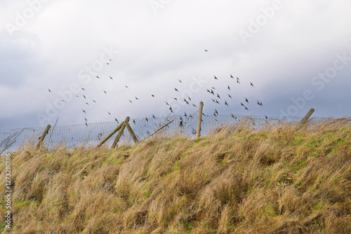 Embankment with fence, behind it a flock of birds in cloudy weather.