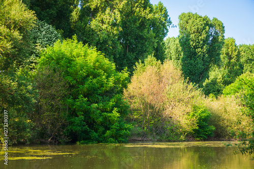 Densely vegetated shore of a lake in early summer.