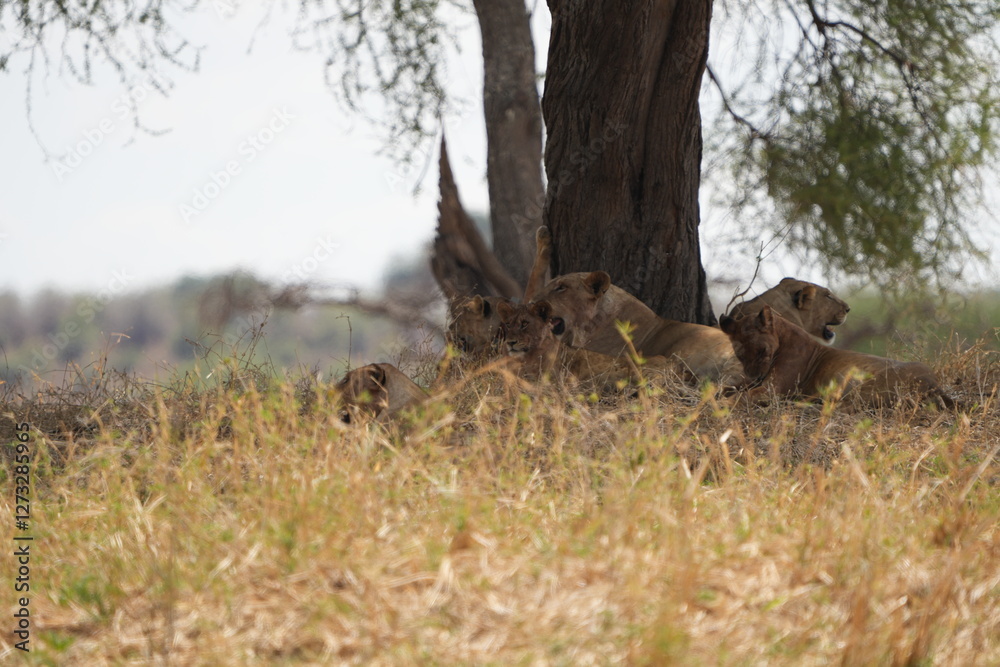 Fototapeta premium pride of lionesses laying under a tree in tarangire national park tanzania, wallpaper, grass