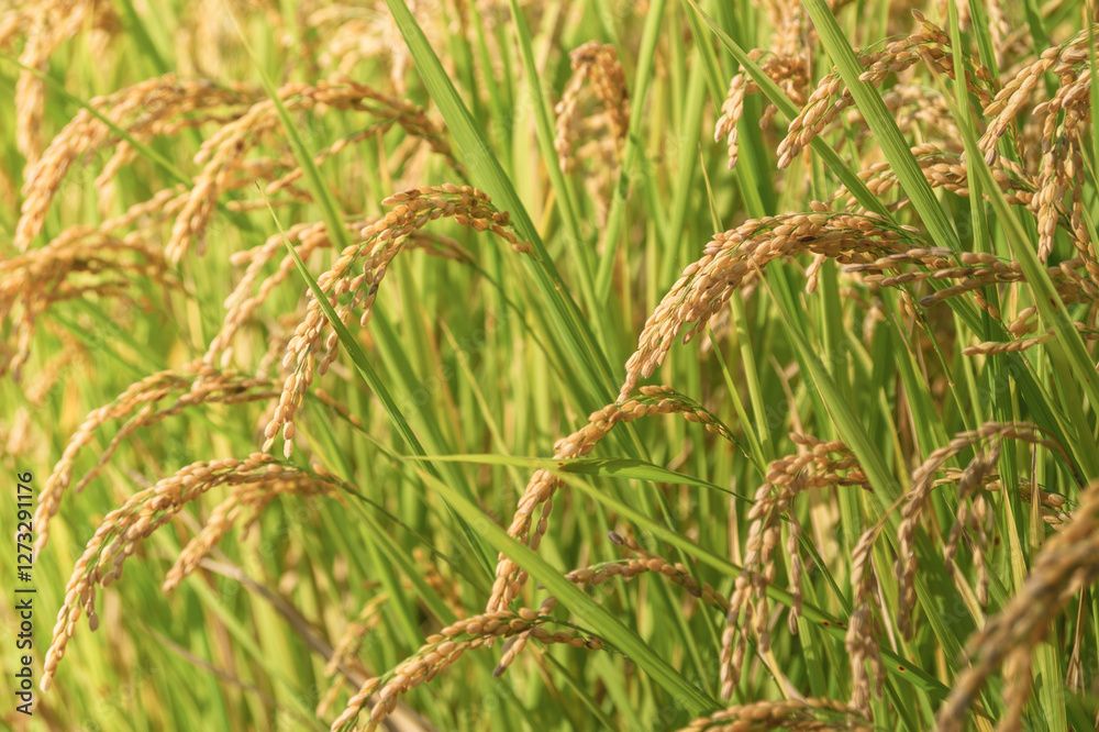 Ears of rice in the evening light, autumn harvest Ears of rice in the evening light, autumn harvest