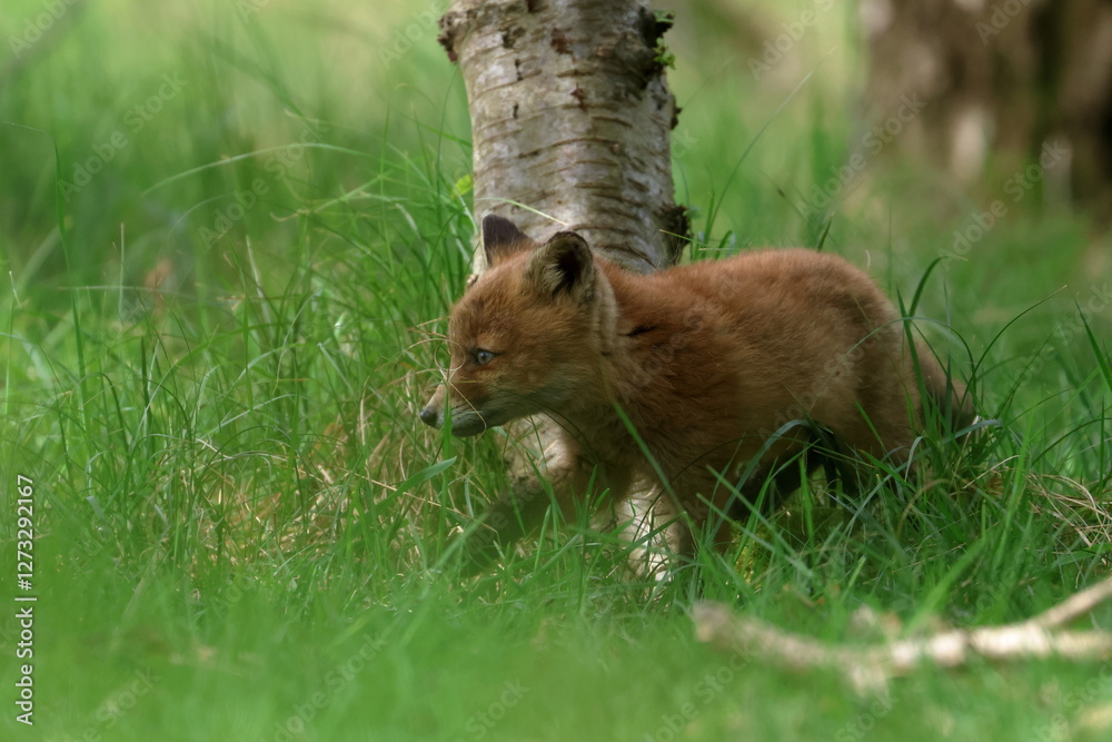 Fototapeta premium young fox