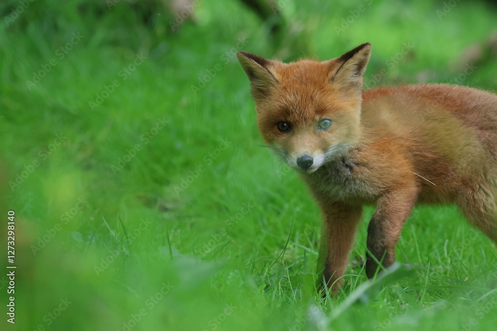 Fototapeta premium young fox