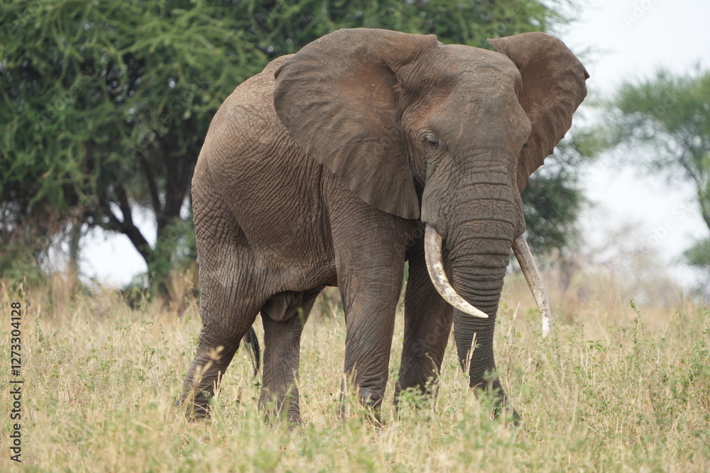 portrait of an african elephant in the tarangire national park tanzania portrait of an african elephant in the tarangire national park tanzania