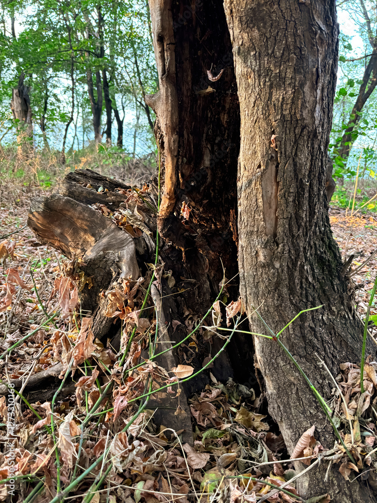 Forest landscape showing empty tree trunk with fallen leaves in early morning light in serene forest. Forest landscape showing empty tree trunk with fallen leaves in early morning light in serene forest.
