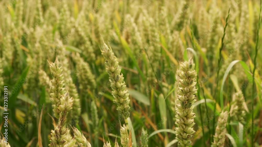 Young green wheat close up gently blowing in the wind stock footage Young green wheat close up gently blowing in the wind stock footage