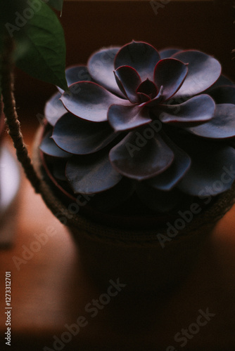 Succulent on a windowsill photo