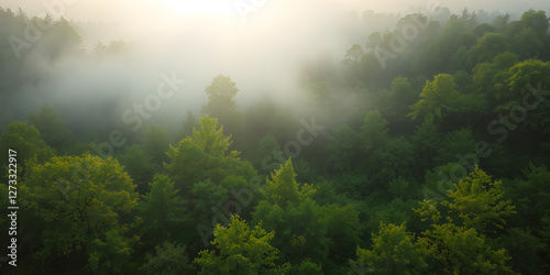 Aerial view of spring green forest early in the morning. Flying over green trees forest at sunrise. Morning sun and fog. High quality shot, 4K