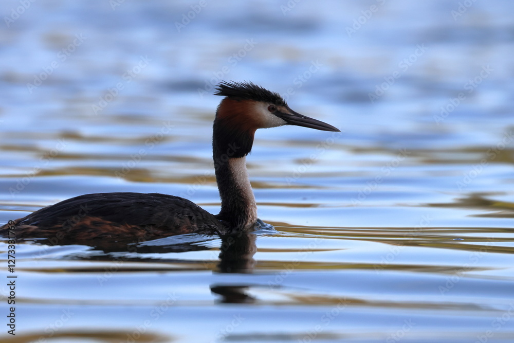Fototapeta premium grebe
