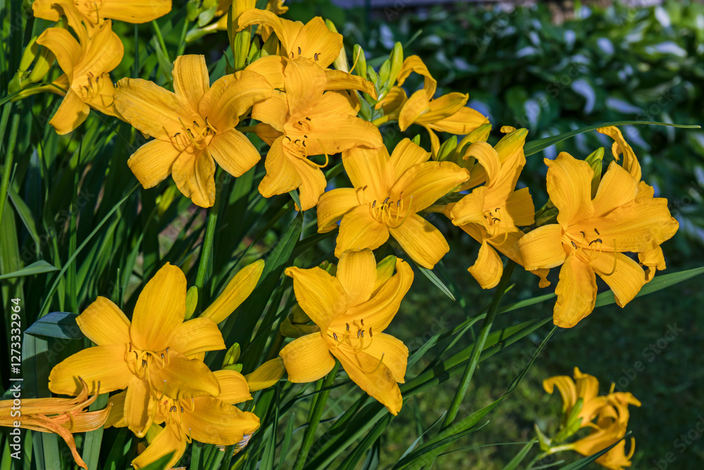 Vibrant yellow lilies (Hemerocallis lilioasphodelus) blooming abundantly in a lush garden