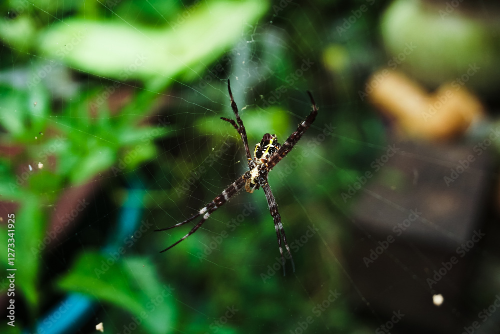 Close-up of Argiope appensa spider on its web with blurry green nature background Close-up of Argiope appensa spider on its web with blurry green nature background