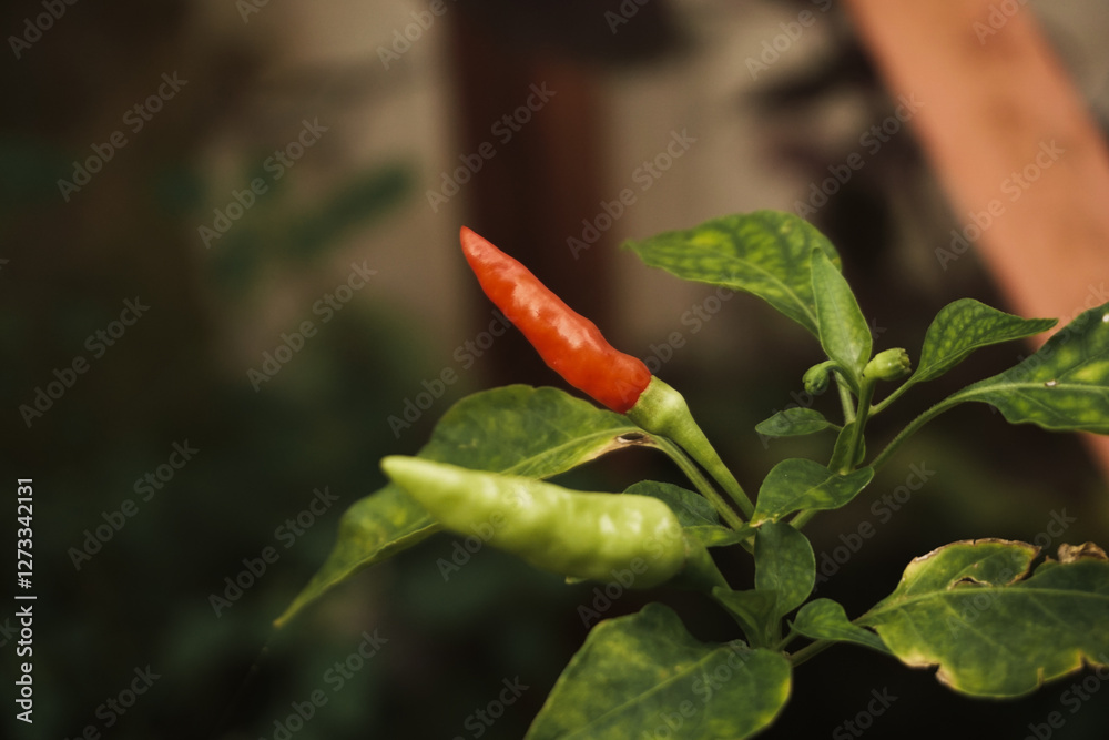 Close-up of green and red chili peppers growing on a plant with fresh green leaves Close-up of green and red chili peppers growing on a plant with fresh green leaves