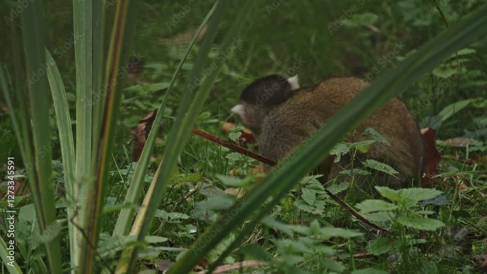 singe primate saïmiri à tête noire
