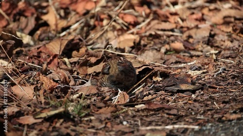 Japanese Accentor spending winter in low mountains