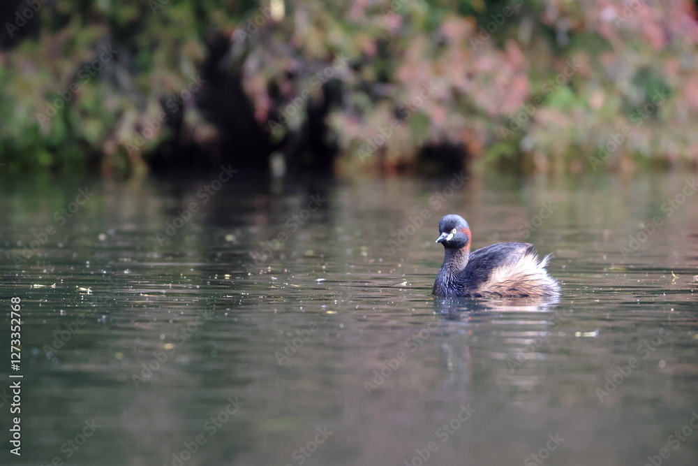 Fototapeta premium wetland