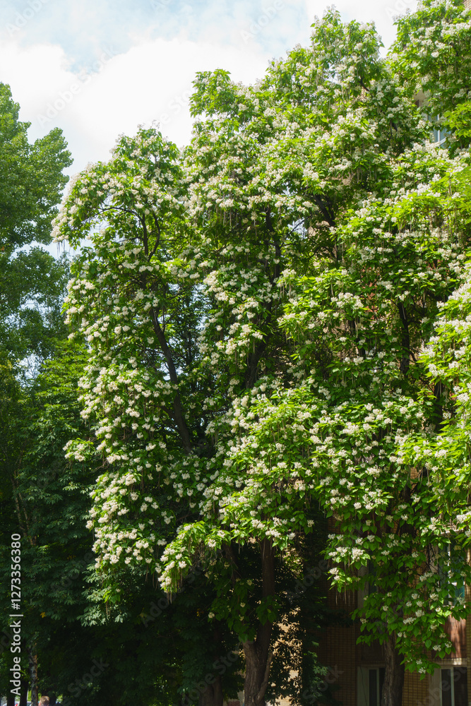Crown of blossoming Catalpa bignonioides tree in June Crown of blossoming Catalpa bignonioides tree in June