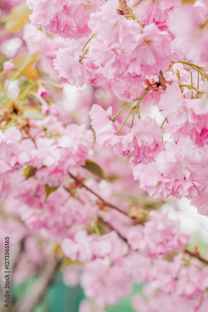 Fototapeta premium Cherry blossoms in the yard