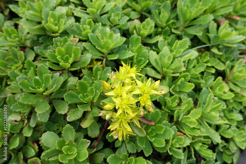 Macro of yellow flowers of stonecrop in mid June Macro of yellow flowers of stonecrop in mid June