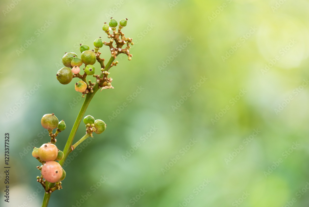 Euphorbia heterophylla fruits on natural background. Euphorbia heterophylla fruits on natural background.