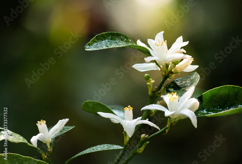 Orange Blossom or Neroli flowers on natural background.