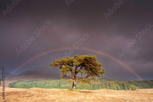 As the vibrant rainbow forms an arch over the majestic Scots pine, the direct sunlight illuminates the tree, creating a captivating and ethereal scene. The lush green grass and the vast open landscape
