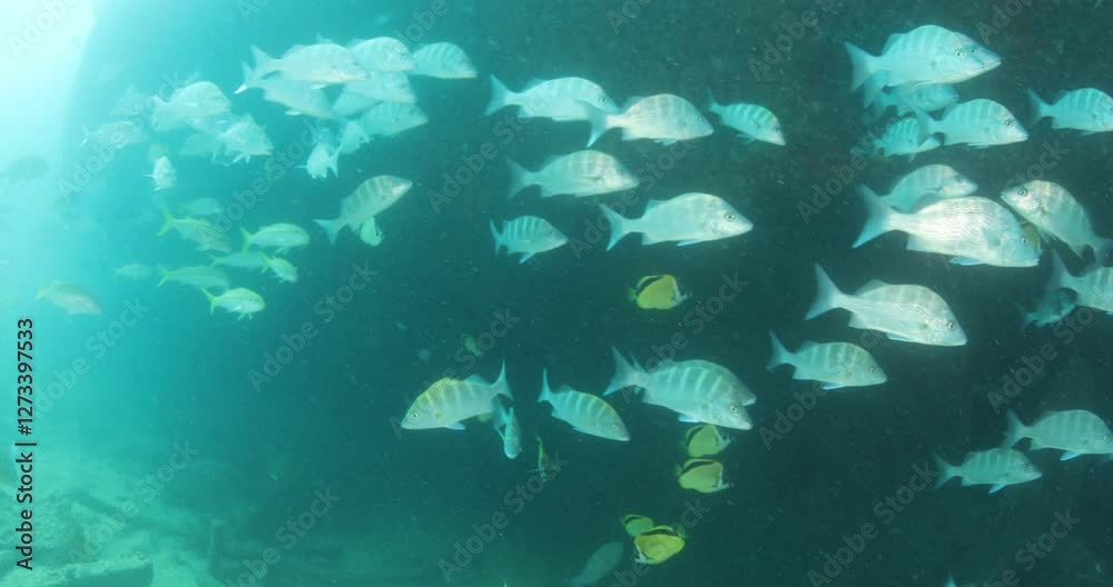Remains of the Salvatierra Shipwreck Underwater in Baja California Sur Remains of the Salvatierra Shipwreck Underwater in Baja California Sur