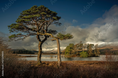 The Scottish Highlands Landscape captures the raw, untamed beauty of Scotland's mountainous terrain, with a solitary Scots pine standing proudly against the backdrop of majestic mountains and a serene