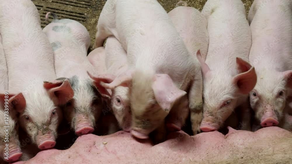 Pink piglets suckling on mother sow's teats as she lies down, telephoto Pink piglets suckling on mother sow's teats as she lies down, telephoto