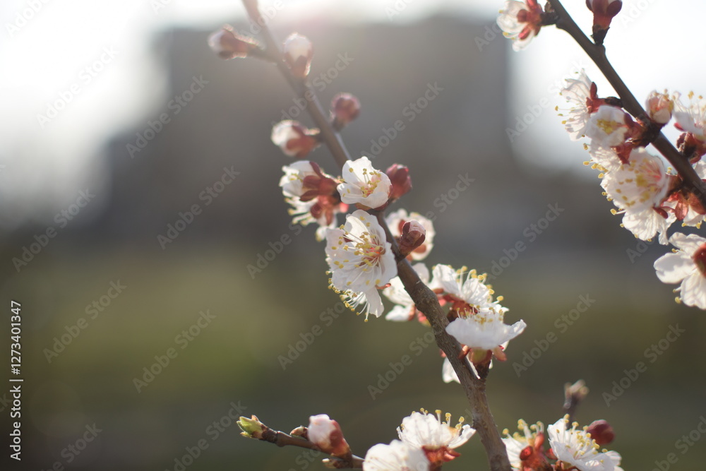 Macro of Blooming Apricot Branch with Dew Drops – Spring Blossoms Close-Up Macro of Blooming Apricot Branch with Dew Drops – Spring Blossoms Close-Up