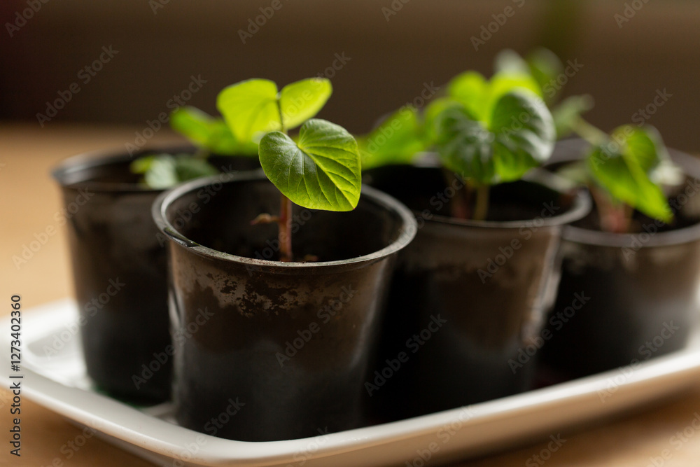 Small sweet potato seedlings in pots