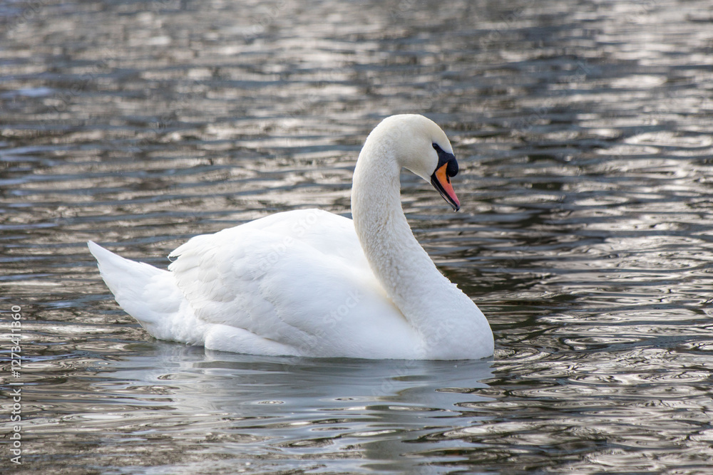 A white swan is swimming in a body of water A white swan is swimming in a body of water