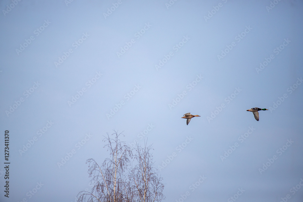 Two birds flying in the sky above a tree Two birds flying in the sky above a tree