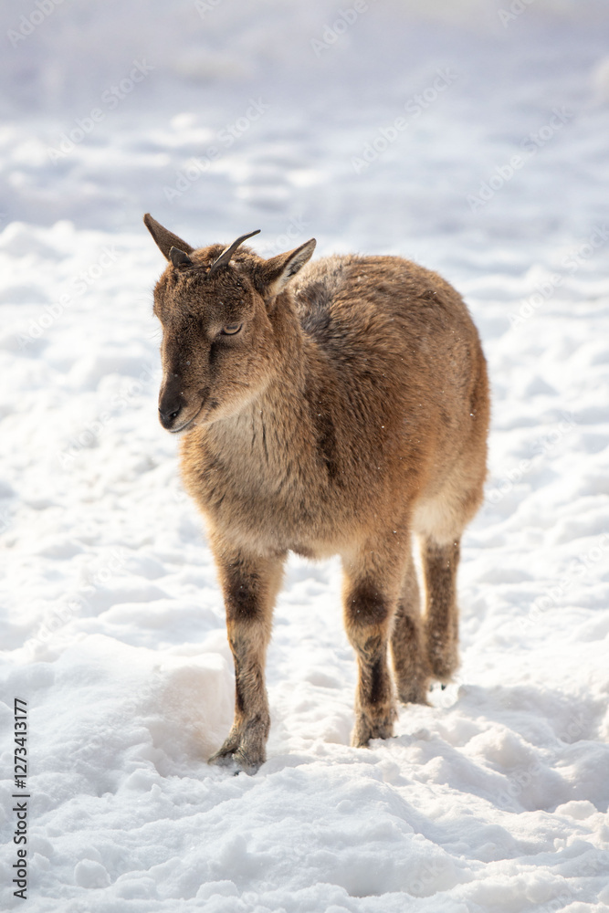 A goat is standing in the snow with its head down A goat is standing in the snow with its head down